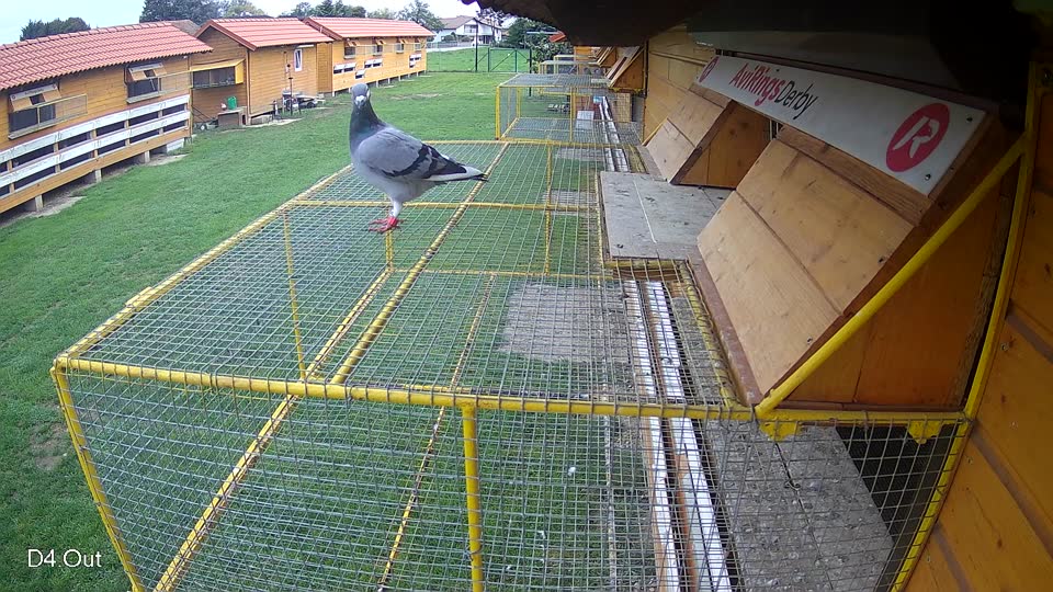 Pigeon Arrival Image For Race Final race 2