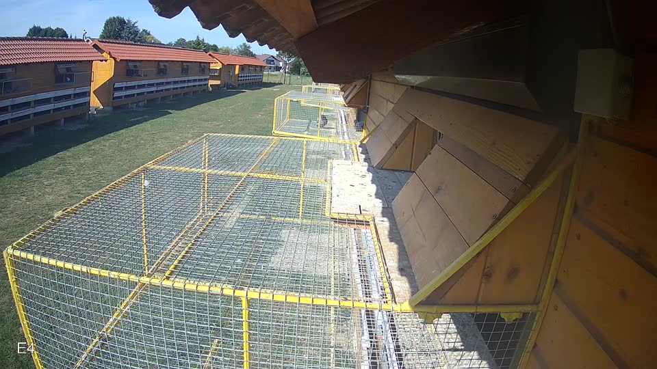 Pigeon Arrival Image For Race Race 5