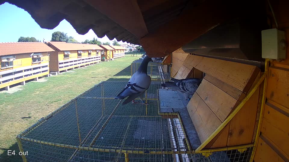 Pigeon Arrival Image For Race Race 2