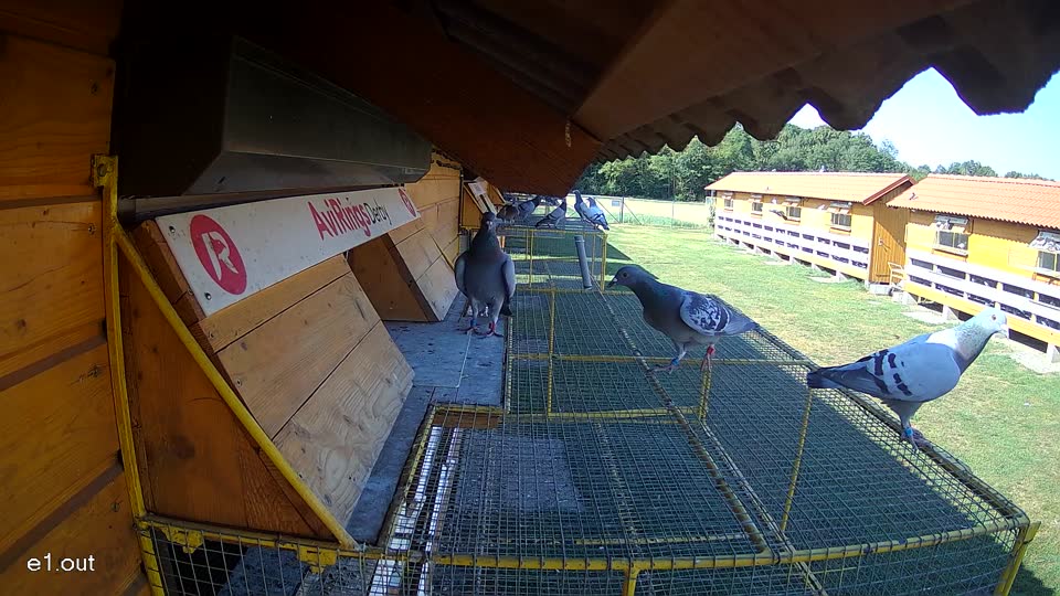 Pigeon Arrival Image For Race Race 2