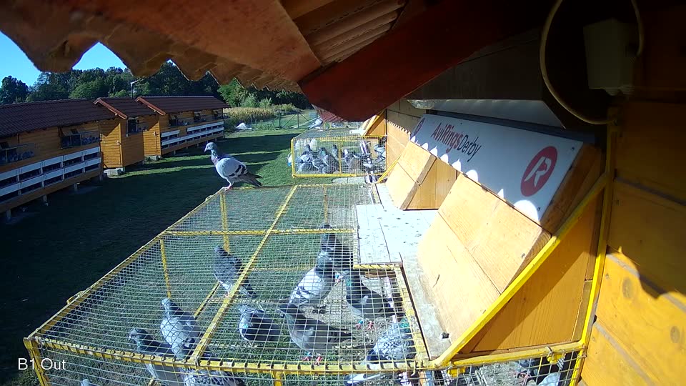 Pigeon Arrival Image For Race Race 4