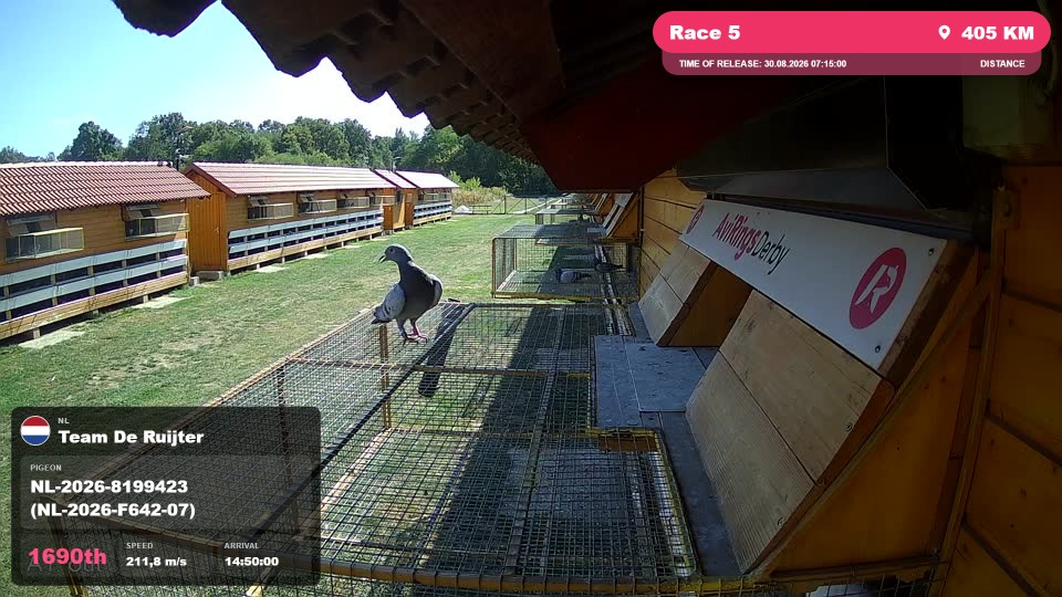 Pigeon Arrival Image For Race Race 5