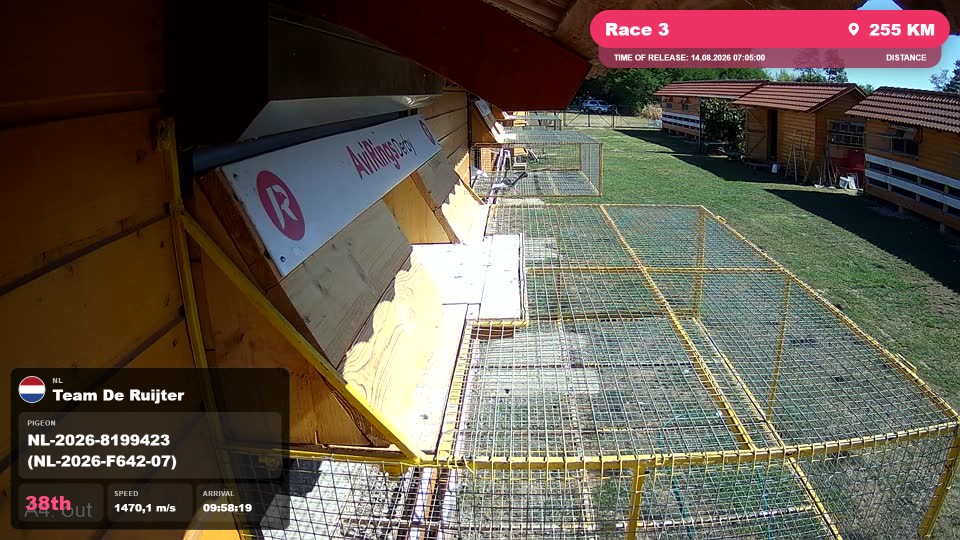 Pigeon Arrival Image For Race Race 3