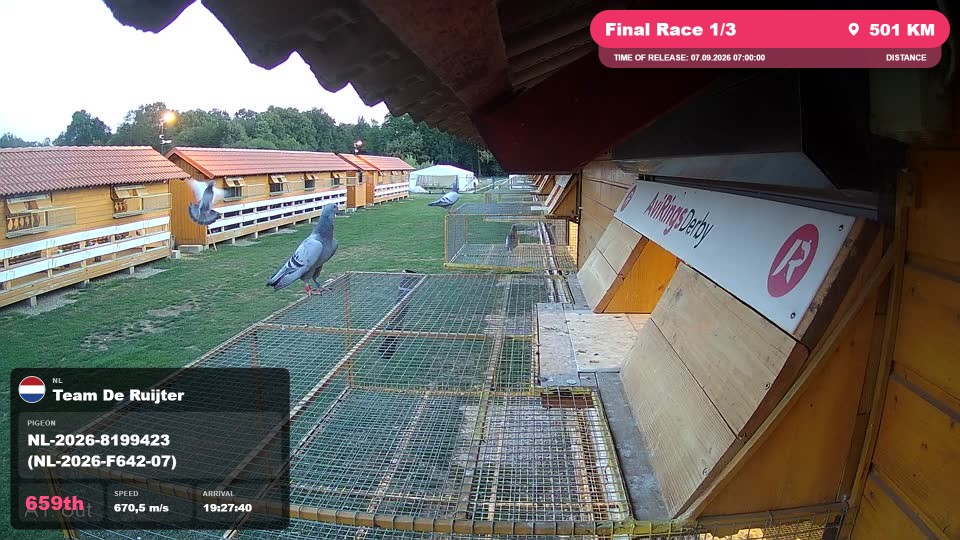 Pigeon Arrival Image For Race Final Race 1/3