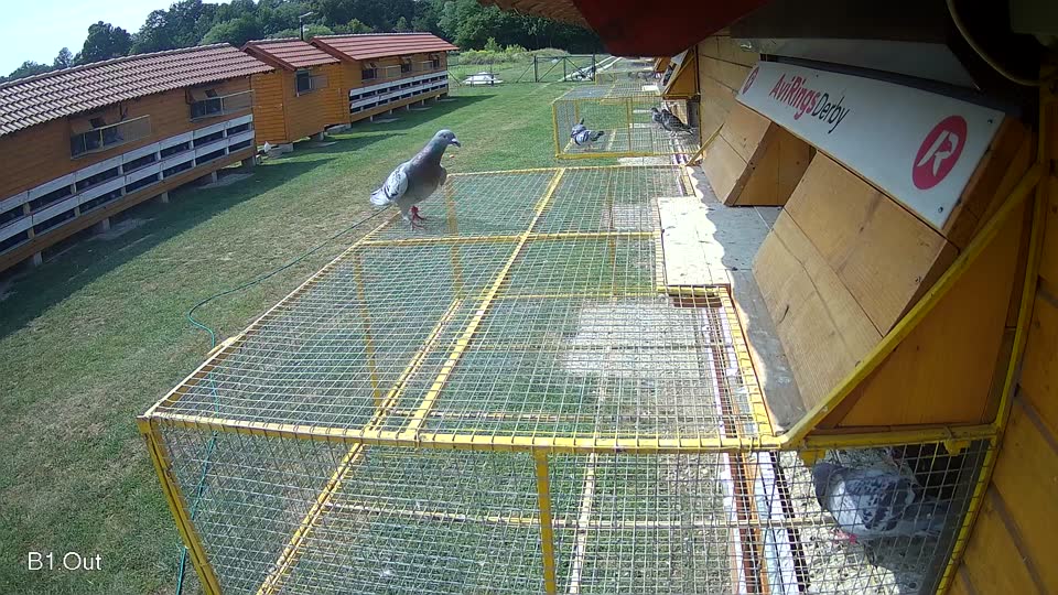 Pigeon Arrival Image For Race Race 3