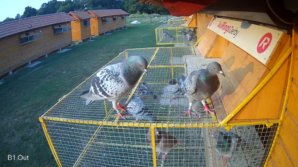 Pigeon Arrival Image For Race Race 4