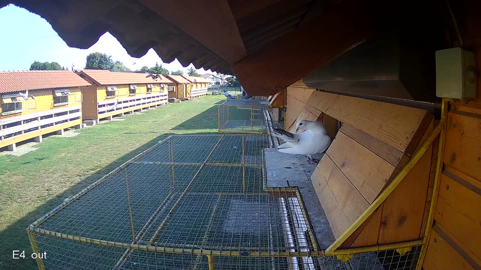 Pigeon Arrival Image For Race Race 1