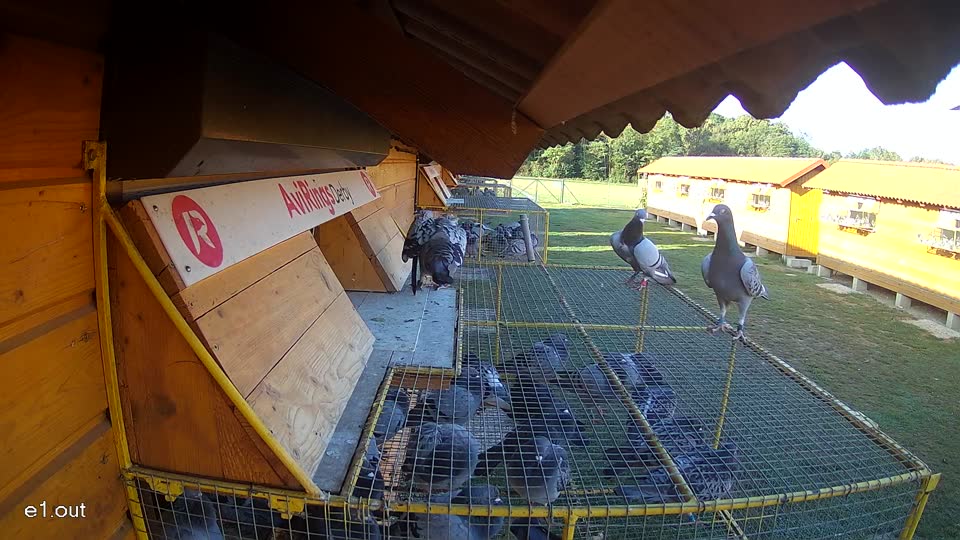 Pigeon Arrival Image For Race Race 5