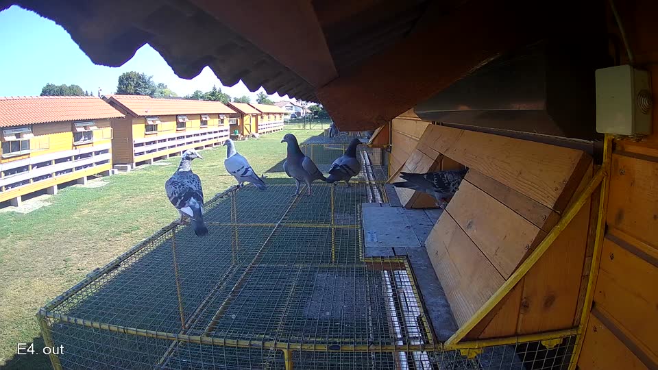 Pigeon Arrival Image For Race Race 2