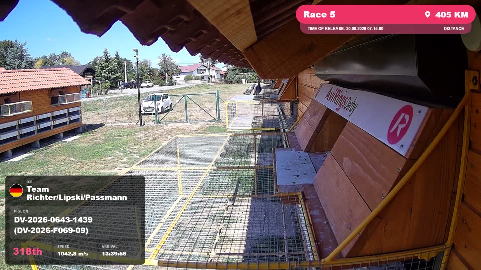 Pigeon Arrival Image For Race Race 5