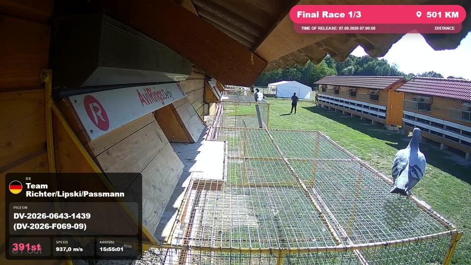Pigeon Arrival Image For Race Final Race 1/3