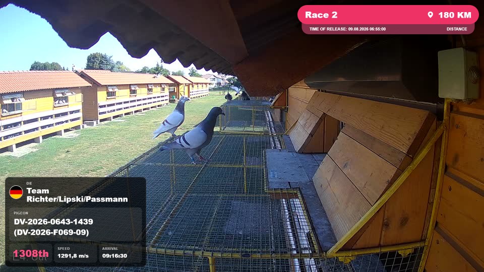 Pigeon Arrival Image For Race Race 2