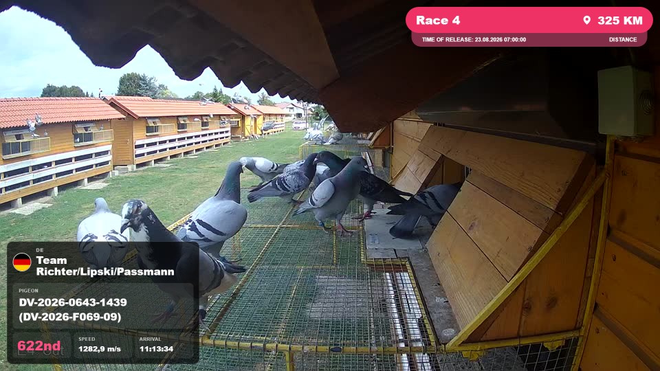 Pigeon Arrival Image For Race Race 4