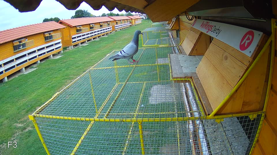 Pigeon Arrival Image For Race Race 3
