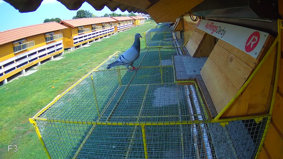 Pigeon Arrival Image For Race Race 4