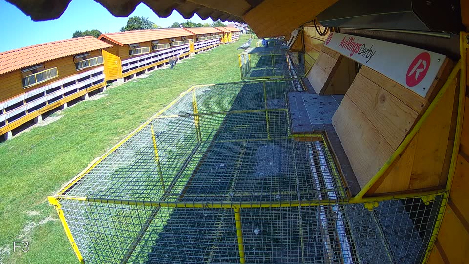 Pigeon Arrival Image For Race Race 5