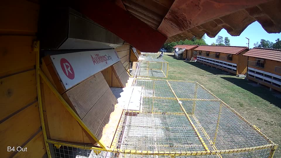 Pigeon Arrival Image For Race Race 3