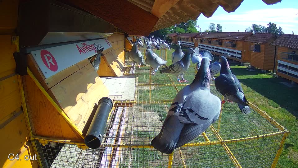 Pigeon Arrival Image For Race Race 2