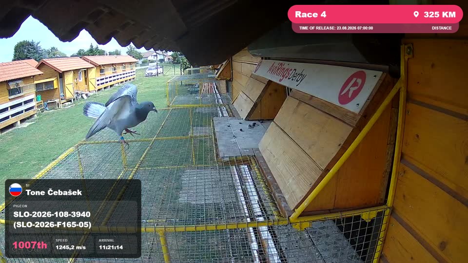 Pigeon Arrival Image For Race Race 4