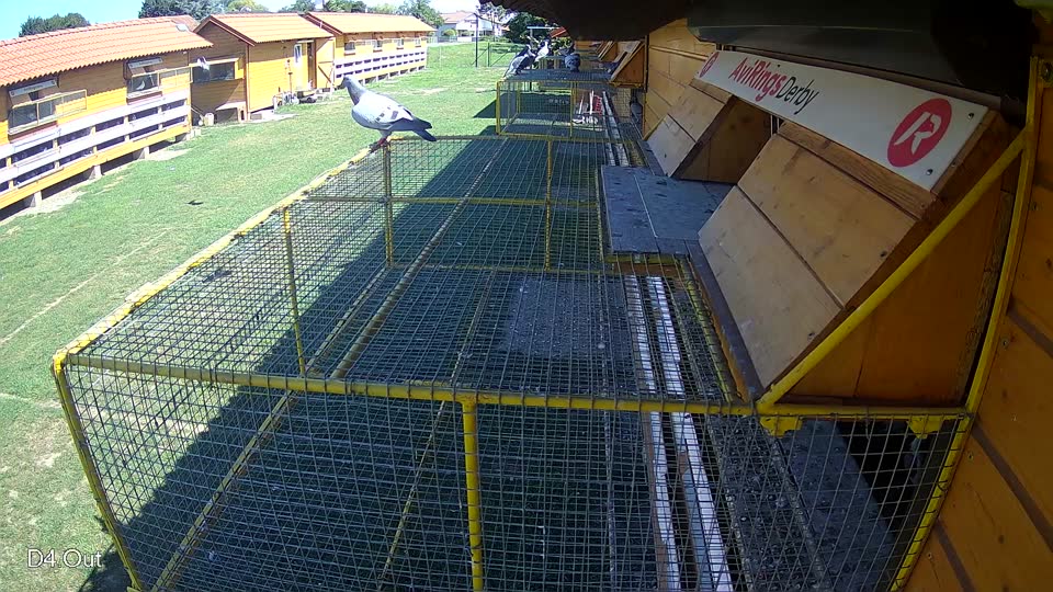 Pigeon Arrival Image For Race Race 2