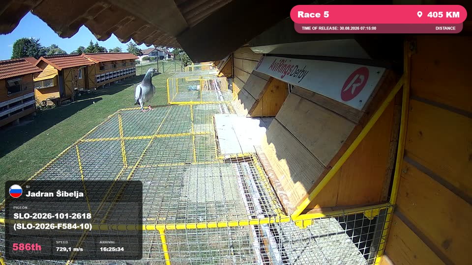 Pigeon Arrival Image For Race Race 5