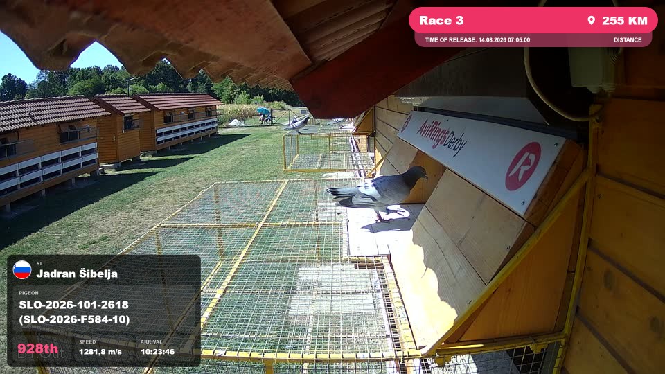 Pigeon Arrival Image For Race Race 3