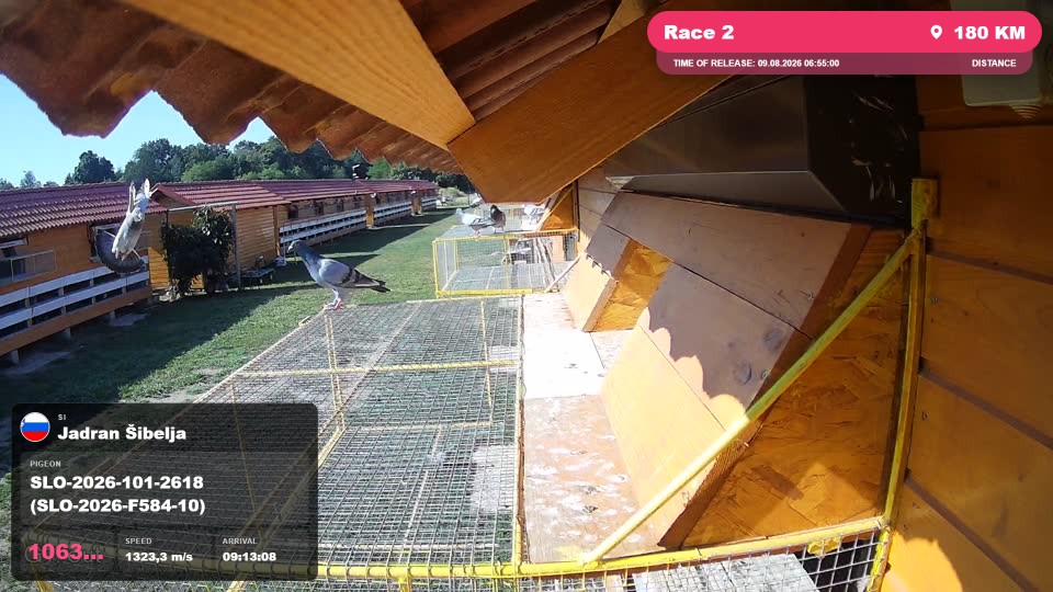 Pigeon Arrival Image For Race Race 2