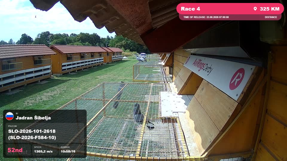 Pigeon Arrival Image For Race Race 4