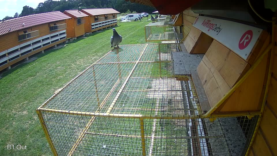 Pigeon Arrival Image For Race Race 6