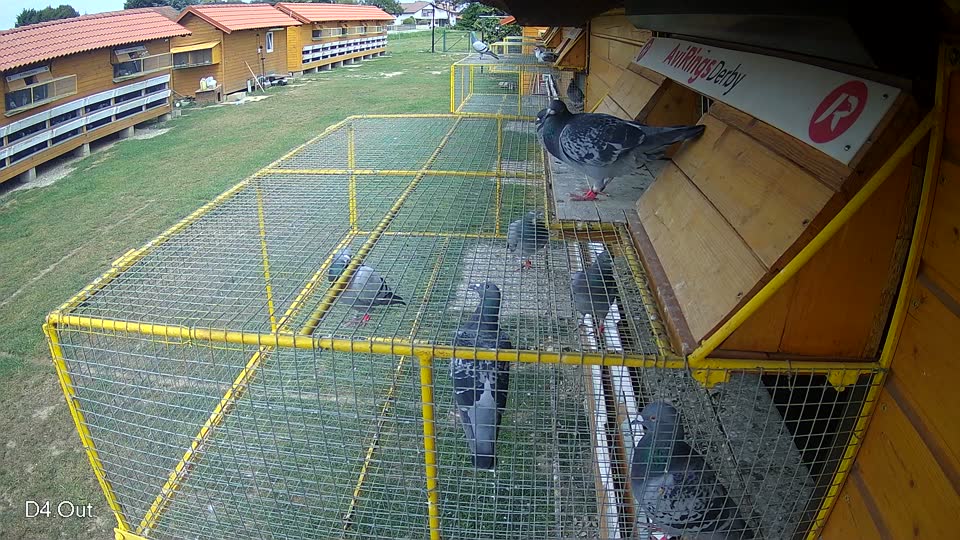 Pigeon Arrival Image For Race Race 3