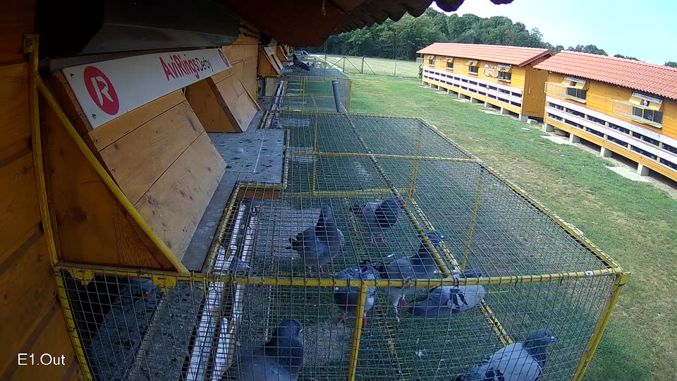 Pigeon Arrival Image For Race Race 4