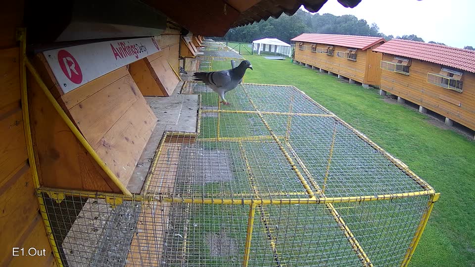 Pigeon Arrival Image For Race Final race 3