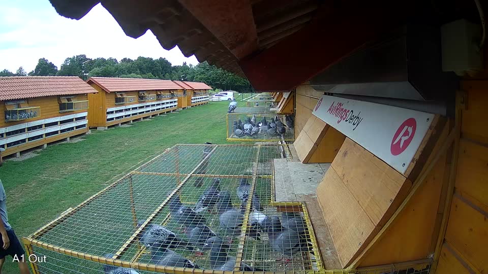 Pigeon Arrival Image For Race Race 2