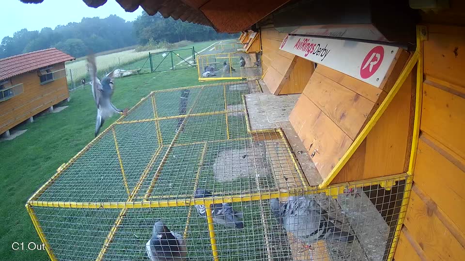 Pigeon Arrival Image For Race Final race 1