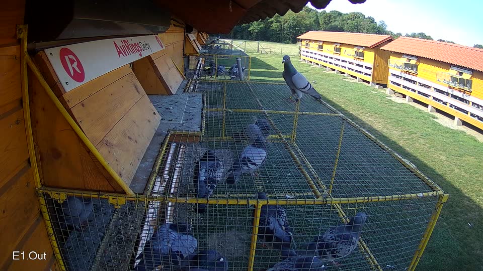Pigeon Arrival Image For Race Race 5