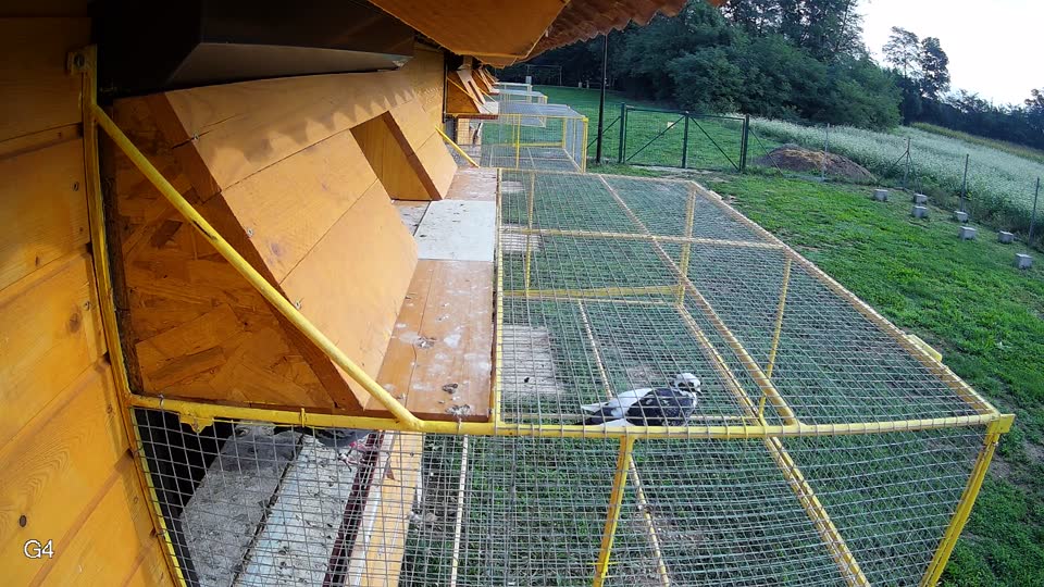 Pigeon Arrival Image For Race Final race 1