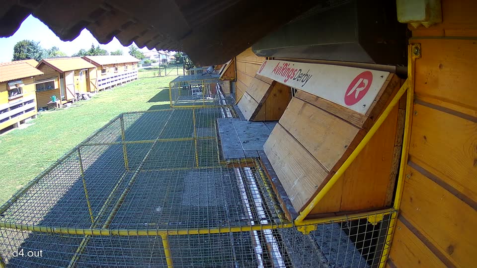 Pigeon Arrival Image For Race Race 2