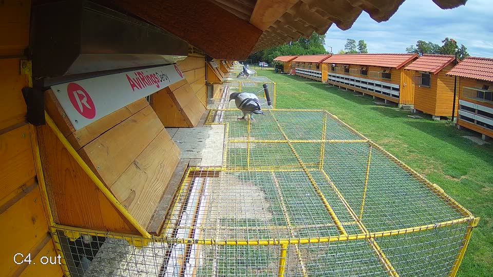 Pigeon Arrival Image For Race Race 4