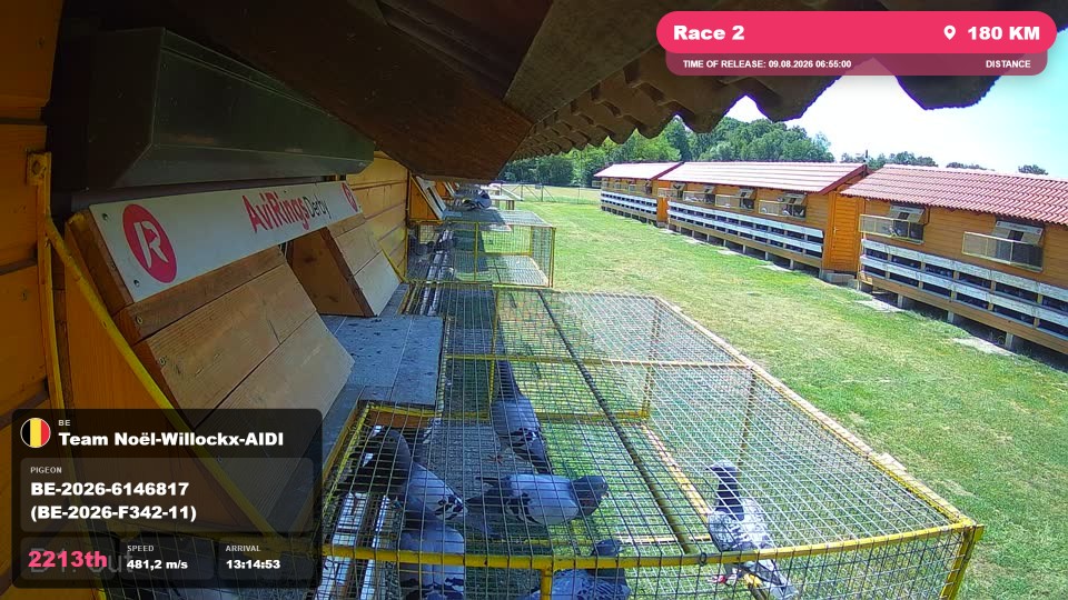Pigeon Arrival Image For Race Race 2