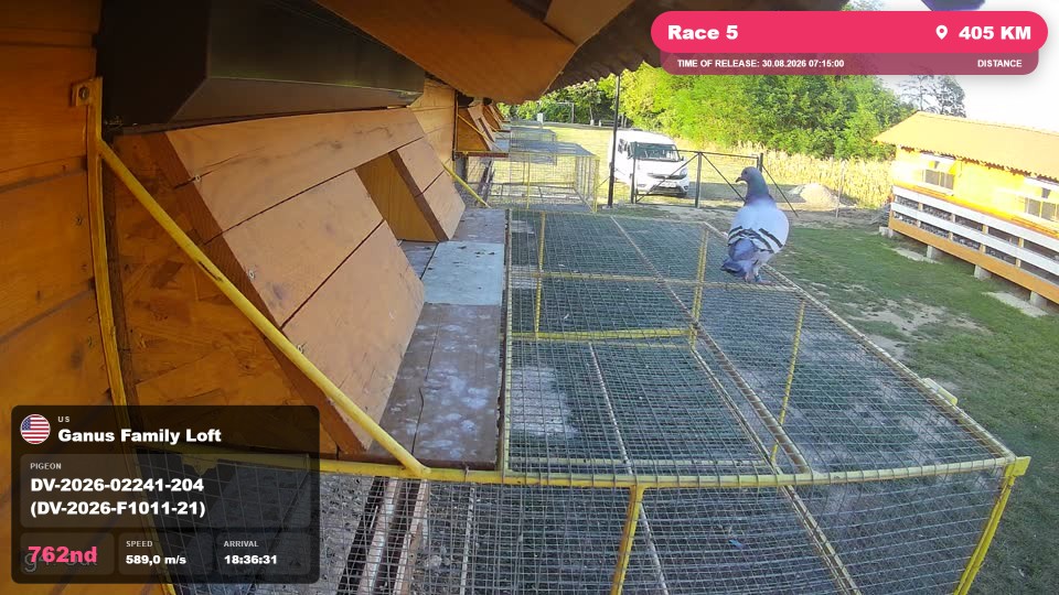 Pigeon Arrival Image For Race Race 5