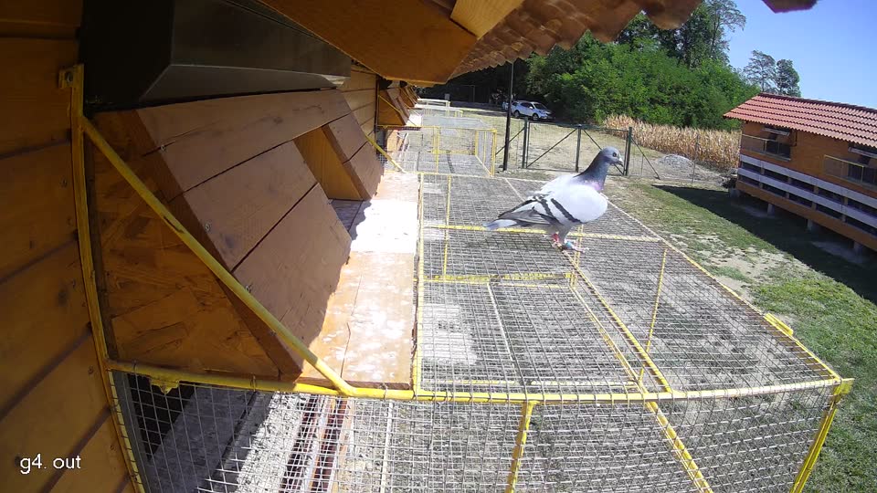 Pigeon Arrival Image For Race Race 3