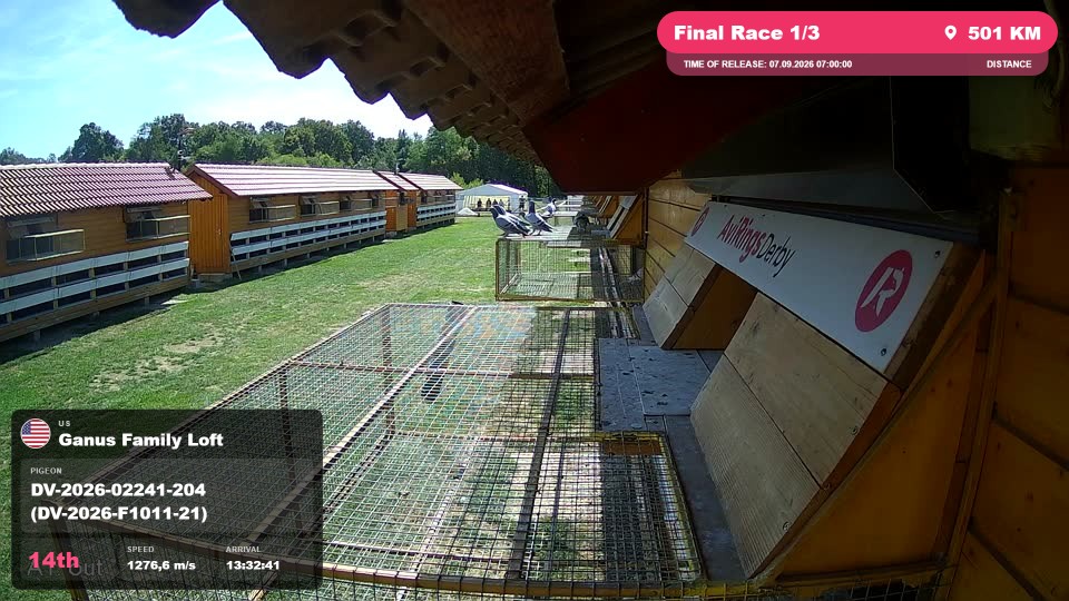 Pigeon Arrival Image For Race Final Race 1/3