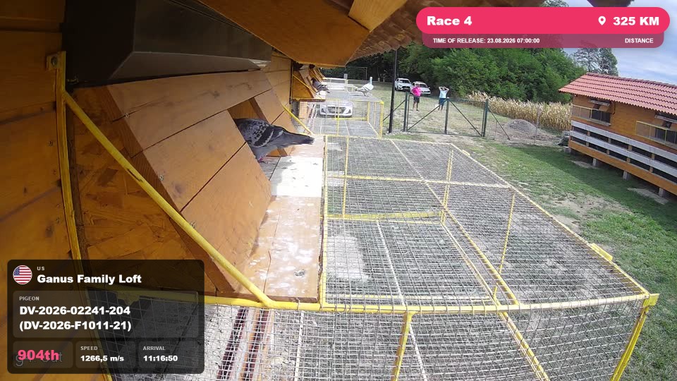 Pigeon Arrival Image For Race Race 4