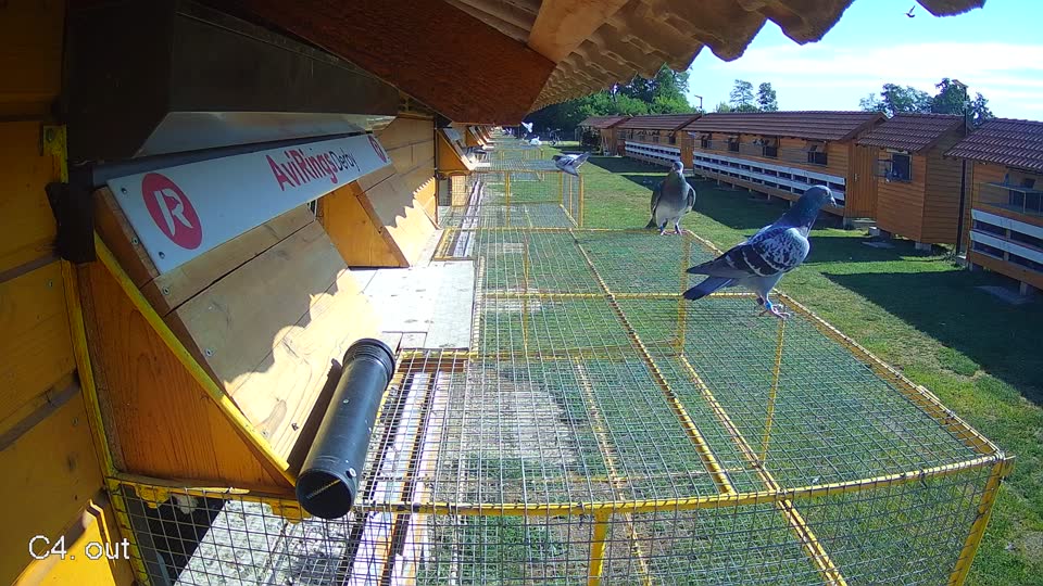 Pigeon Arrival Image For Race Race 2