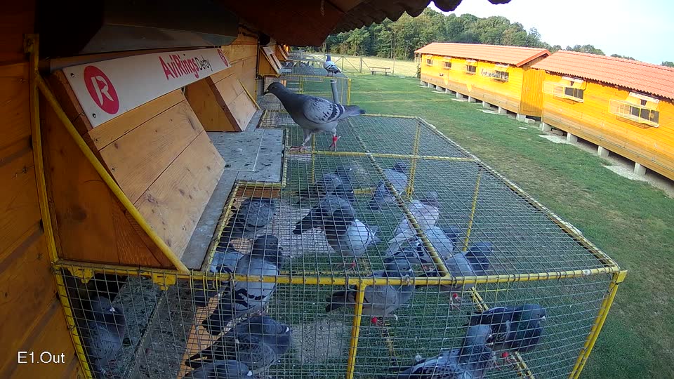 Pigeon Arrival Image For Race Race 4
