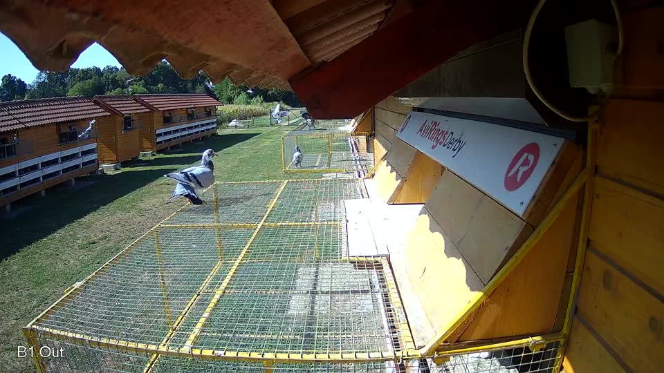 Pigeon Arrival Image For Race Race 2