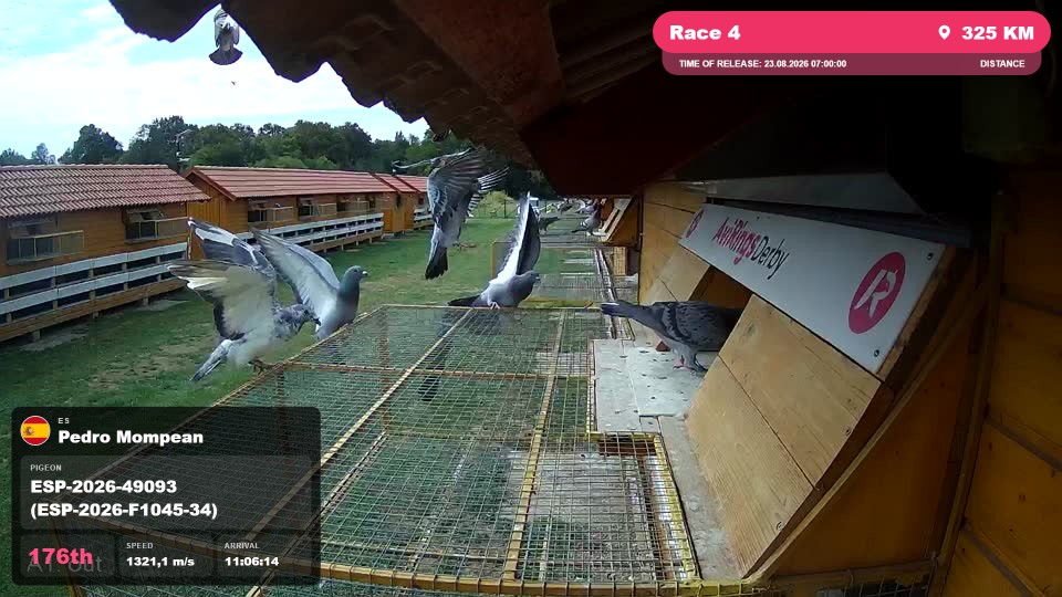 Pigeon Arrival Image For Race Race 4