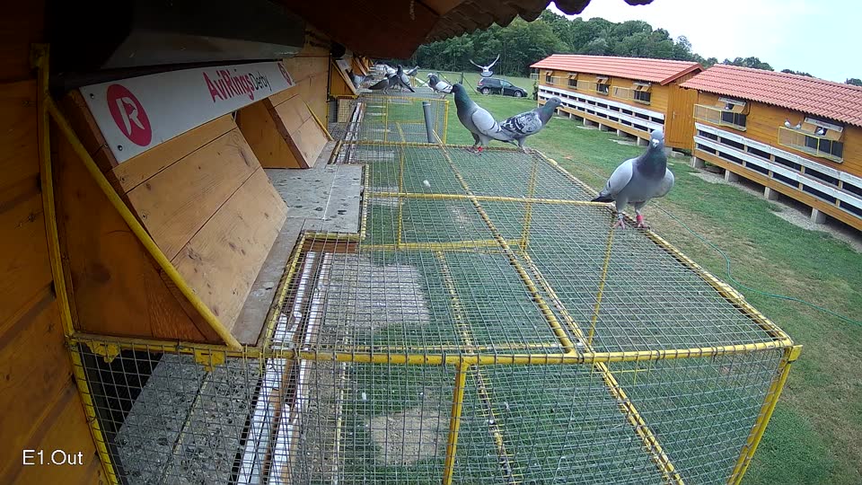 Pigeon Arrival Image For Race Race 3