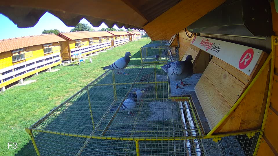 Pigeon Arrival Image For Race Race 5