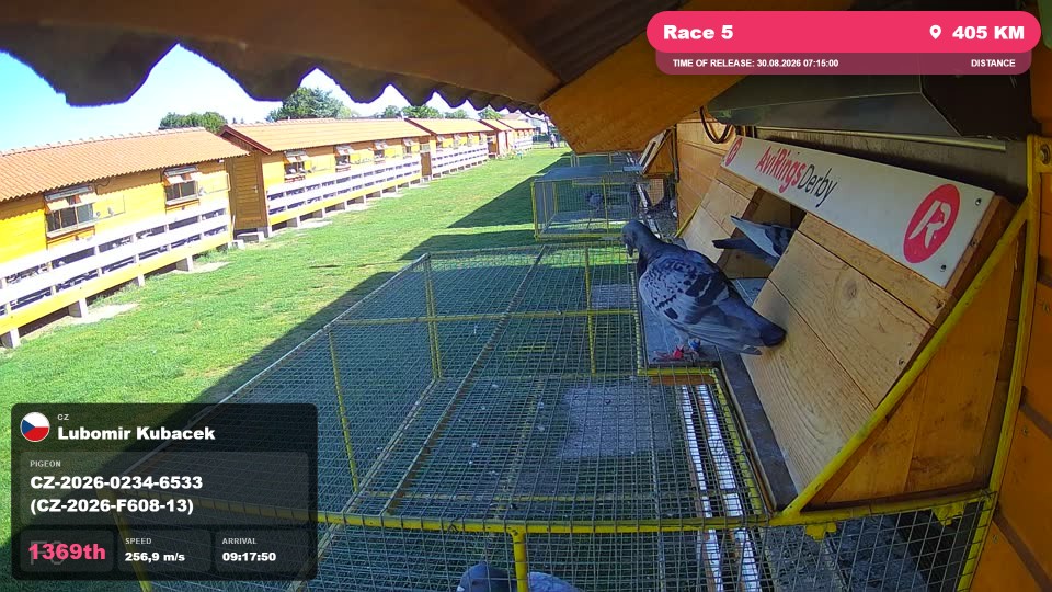 Pigeon Arrival Image For Race Race 5